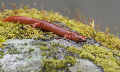 Orange Salamander lies on a moss covered boulder.