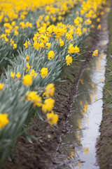daffodil with reflection