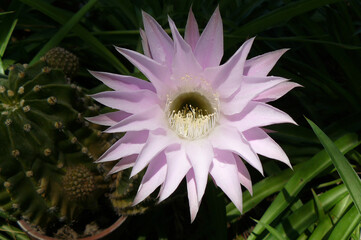 Detalle de una flor malva
