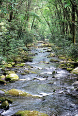 Babbling brooke flowing peacefully in the woods.