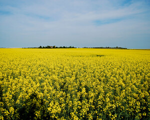 Obraz premium Canola fields in bloom.