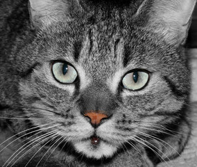 Sguardo Di Gatto 2016