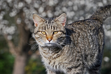 Cat stalking it's prey.