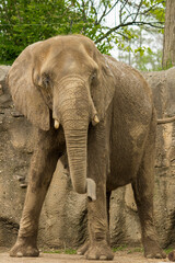 Fototapeta premium Elephant