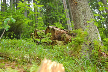 Fototapeta na wymiar In the forest lie old logs