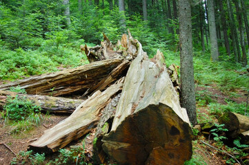 Toppled a large tree lying in the woods