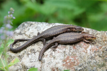 Two lizards lie on the big stone near the river