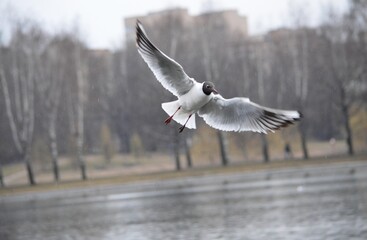 seagull