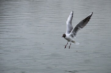 seagull