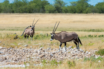 Oryx
