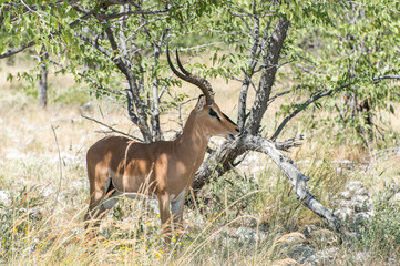 Black-faced impala