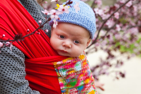 Baby carried in a sling scard in spring