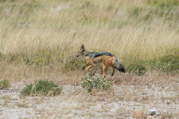 Fototapeta premium Black-backed jackal