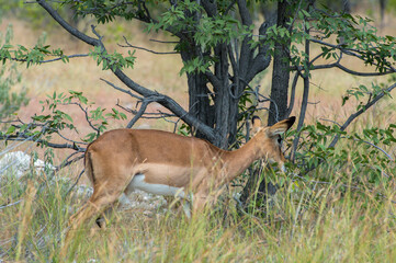 Black-faced impala
