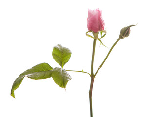 Fototapeta premium Rosa Centifolia na białym tle