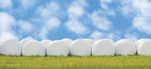 Wrapped stacked silage bales row isolated round white plastic film hay rolls haylage stack rows...