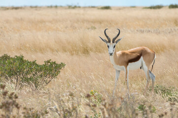 Springbok