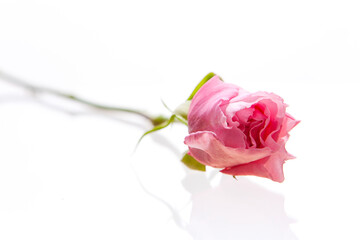 Fototapeta premium Rosa Centifolia na białym tle