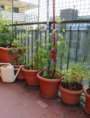 Fototapeta na wymiar Tomato cultivation in the vases of an urban garden