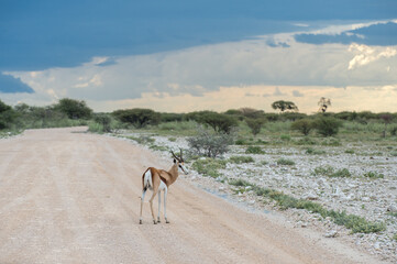 Springboks