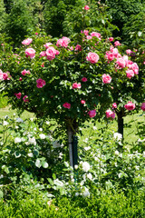 Rosenstock mit rosa Rosen