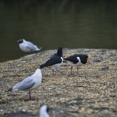 Pair of Oystercatchers Haematopus Ostralegus on gravel island surrounded by gulls in Spring