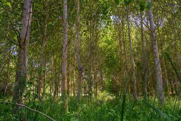 beautifull light in forest