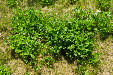 Clover plant on a dried lawn