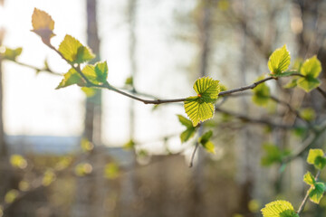 Young first fresh green leaves on a branch in the sun.