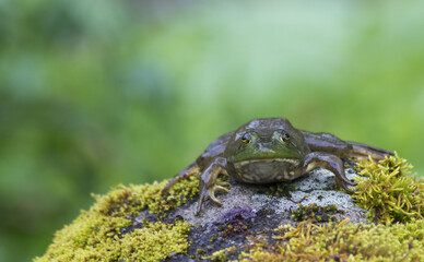 Frog sitting on a moss covered boulder facing the camera.