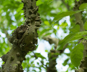 Obraz premium L'arbre crocodile