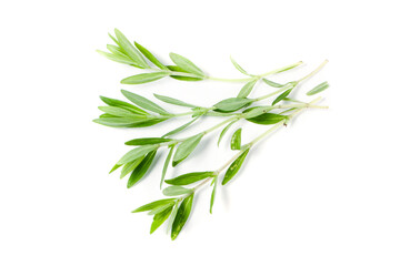 Sprig of fresh thyme isolated on a white background