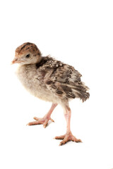 Chicken turkey isolated on a white background