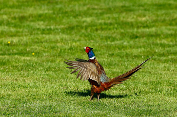 Pheasant on the meadow