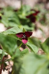 Red Trillium, also known as Purple Trillium (Trillium erectum), endemic wildflower in East Canada and USA
