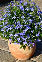 Männertreu, Blaue Lobelie