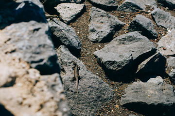Two lizards on a background of stones