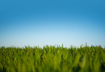 Fototapeta premium low angle shot of lush green field under clear blue sky