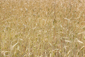 Wheat