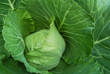 Fresh green cabbage