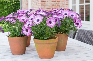 Garden still life: Purple Spanish daisies in terracotta pots on wooden garden table.