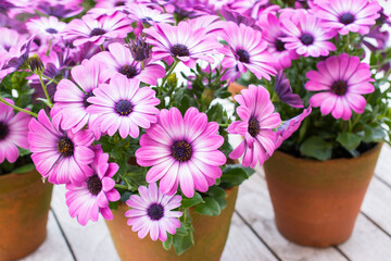 Osteospermum. Purple African Daisies.