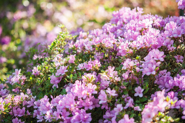 Obraz premium Spring flowers - Rhododendron