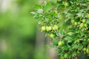 The shrub with many fruits of fresh and young gooseberry (color toned image)