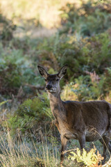 Young hind doe red deer in Autumn Fall forest landscape image