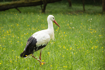 cigogne blanche
