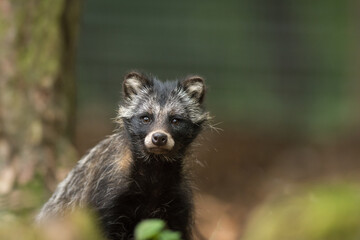 Chien viverrin, Nyctereutes procyonoides.
