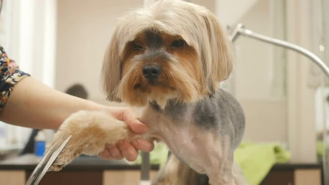 The groomer cuts the hair of little puppy
