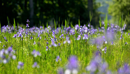 Iris 