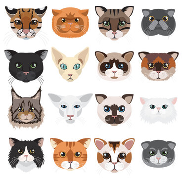 Cats heads icons emoticons vector set.